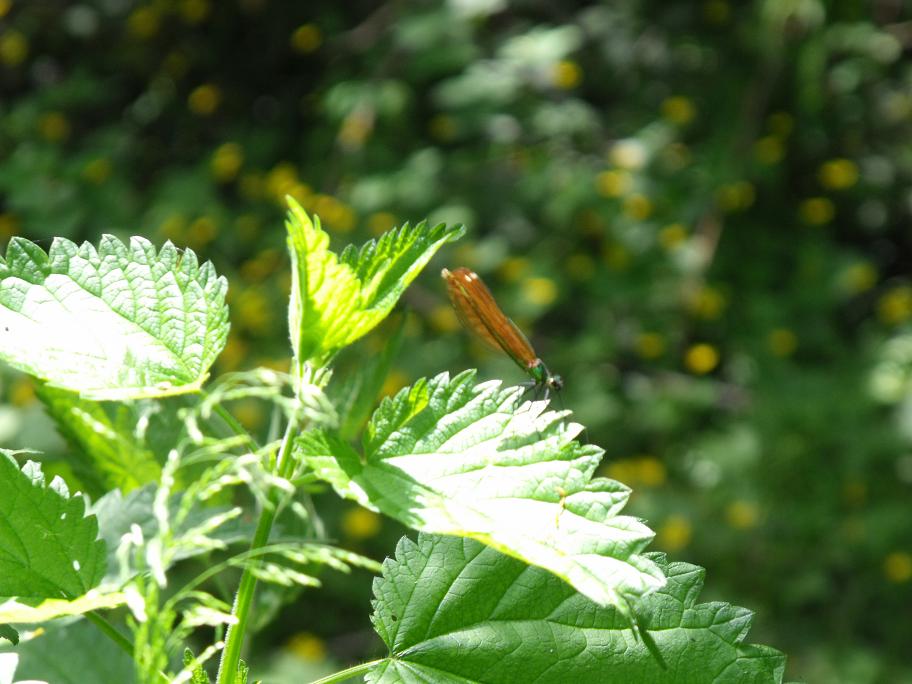 Calopteryx 3 ed ultima